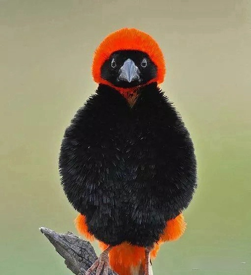 【特朗普的威胁七成落空了】市场将此戏称“TACO”（Trump Always C