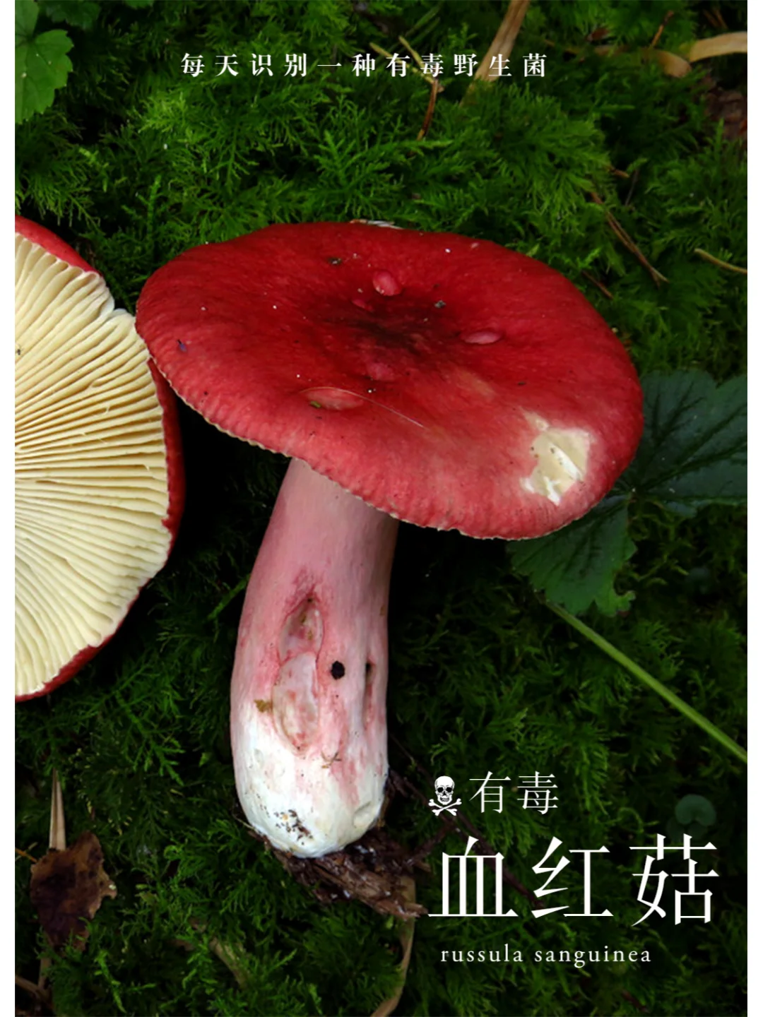 血红菇，菌盖鲜红，有轻微毒性
