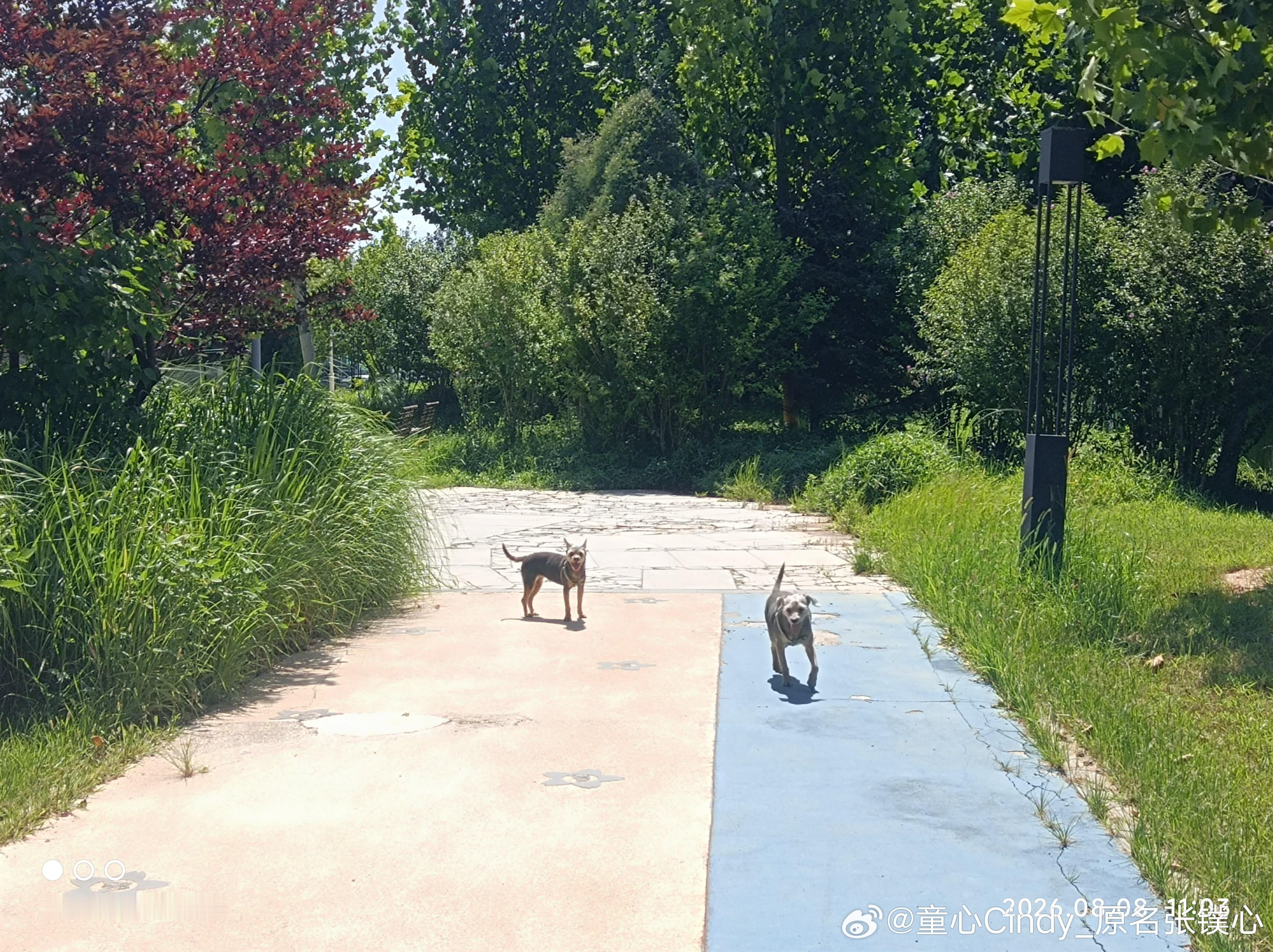 8.8南戴河中央公园，宝贝们参观高尔夫球场，浪Bar二楼阳台抱起来看沙滩大海！下