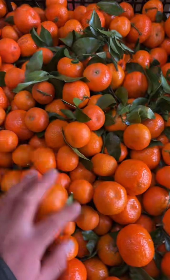 吃耙耙柑,是去火还是上火?冬日生活打卡季
先说这个问题，我感觉吃耙耙柑是否上火，