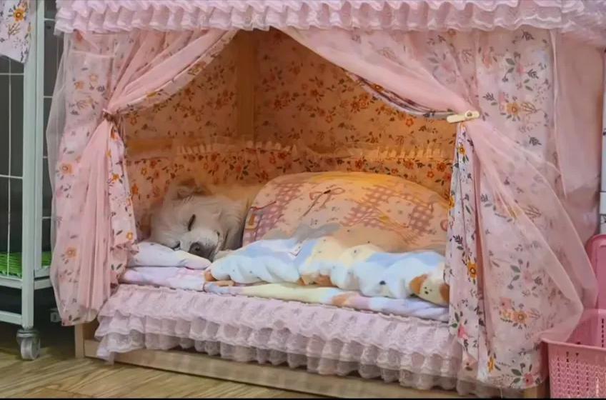 突然发现，人还不如一条狗！

我们早餐店有个人经常买20个包子打包回家，她说每次