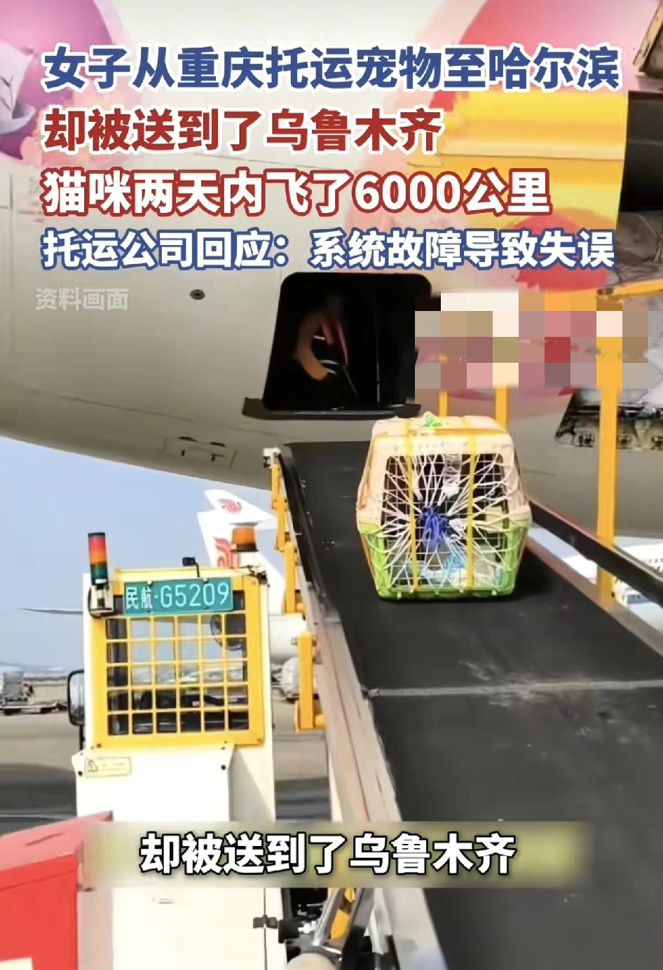 重庆一女子寄宠物至哈尔滨，却被错送至乌鲁木齐，导致宠物两天之内多飞了6000公里