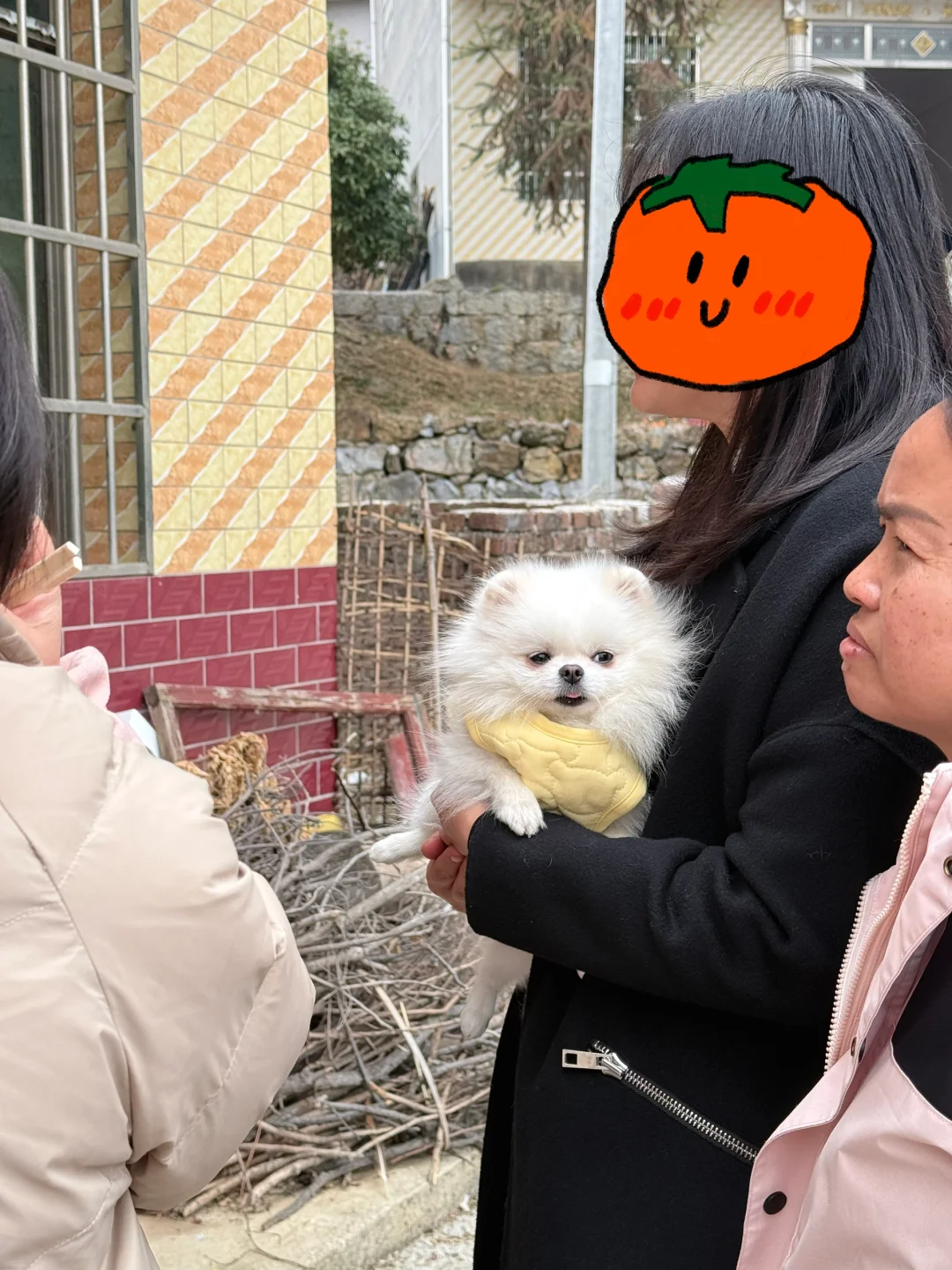 回村过年的狗子