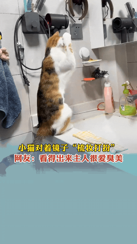 万物皆有灵性！北京，猫咪学着主人的样子在家对着镜子“梳妆打扮”，天生犟种的它捋不