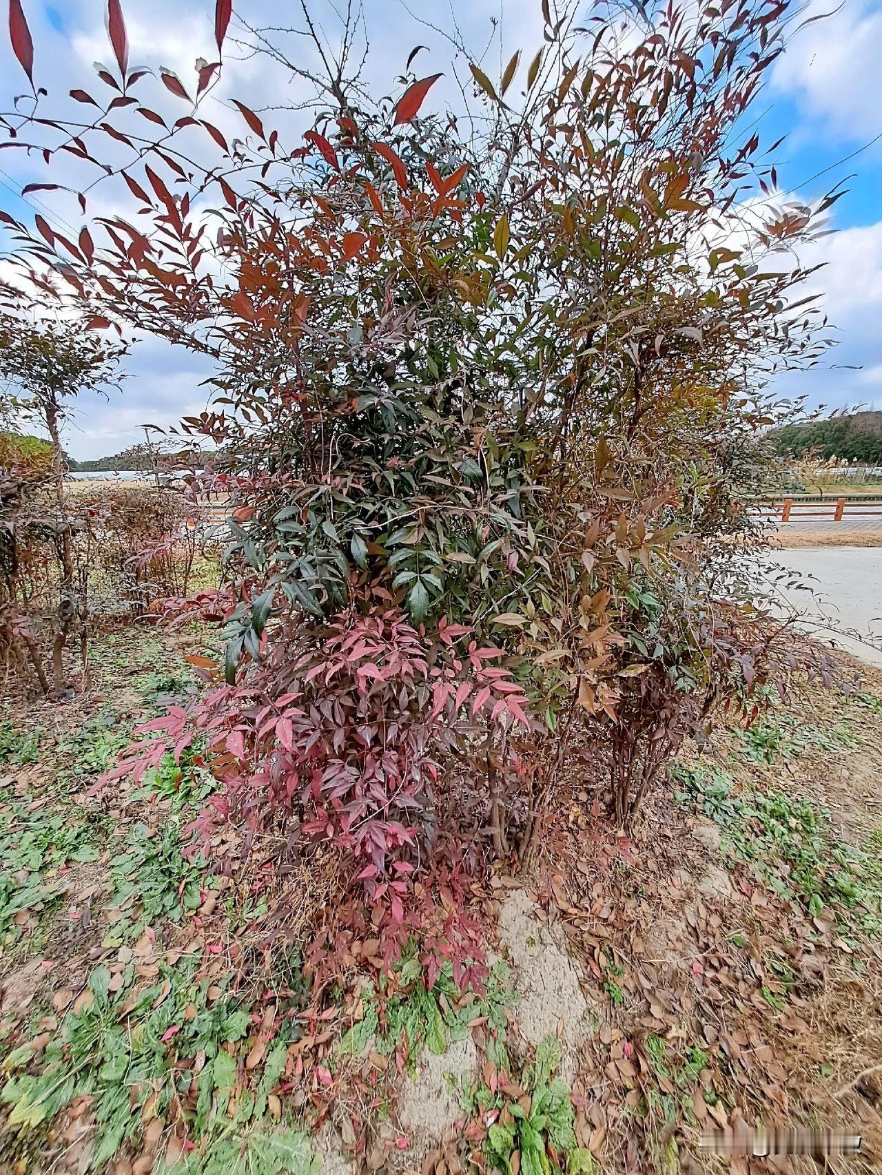 天竺，有红有绿