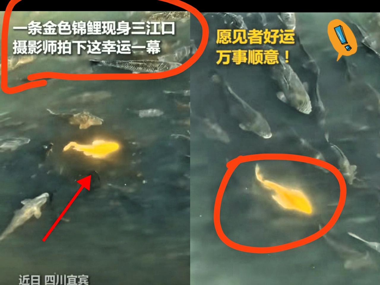 上人民日报了！四川宜宾，男子正在拍摄三江口，突然水里出现一抹金光，原以为是太阳反