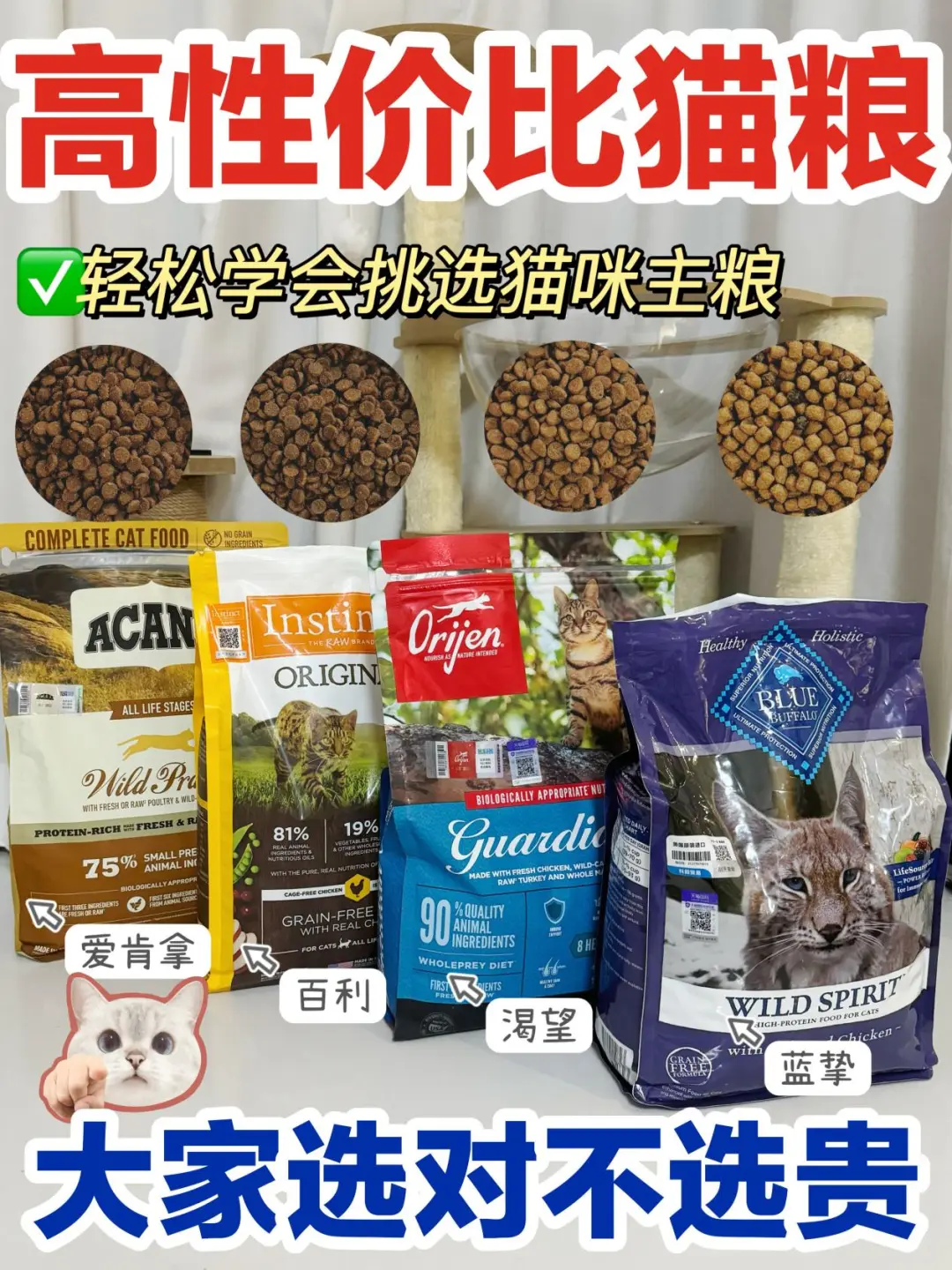 新手进来看！新品性价比猫粮功课指南！