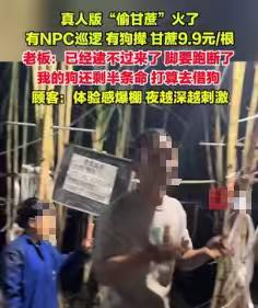 终于能光明正大偷甘蔗了，偷甘蔗9.9元，不小心被抓却要付15.9元了！

甘蔗地