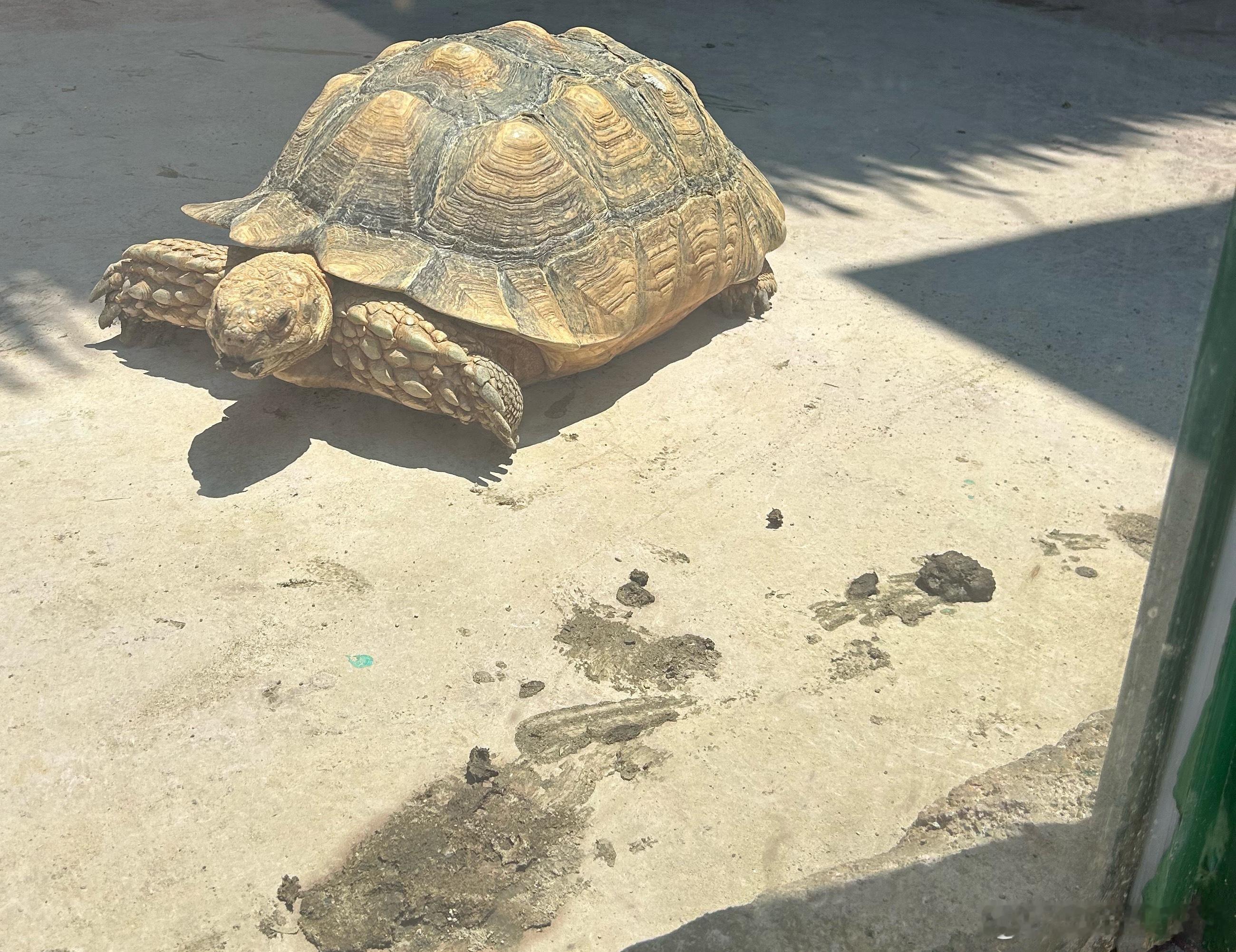 🆘带孩子去动物园，我女儿问这个王八在吃啥，我一看，它在吃自己拉的💩