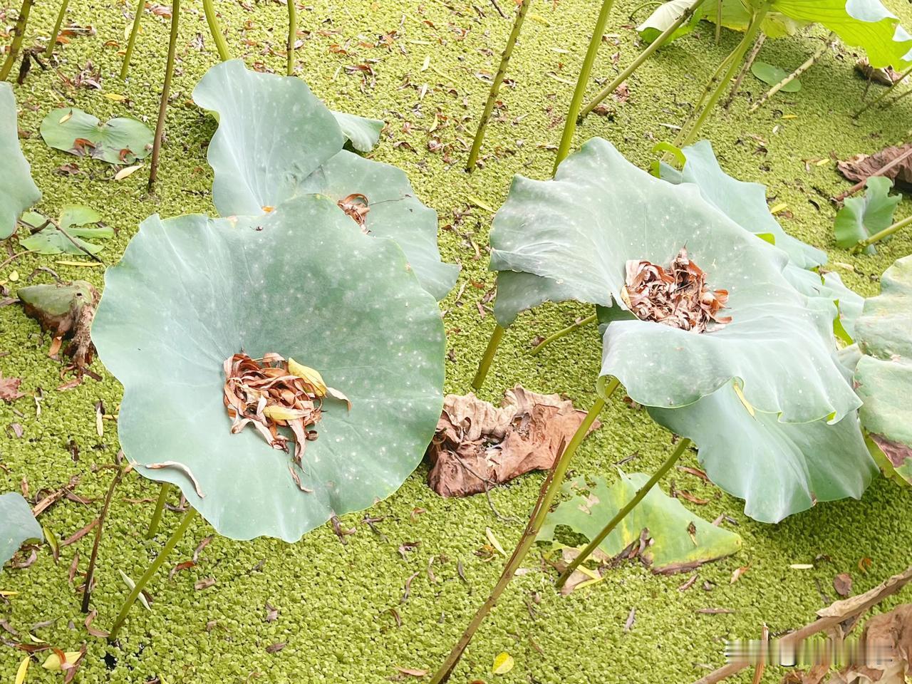 秋接枯叶夏接露，
春之成茵冬归土。
美其一生终成藕，
摇落风姿见傲骨。