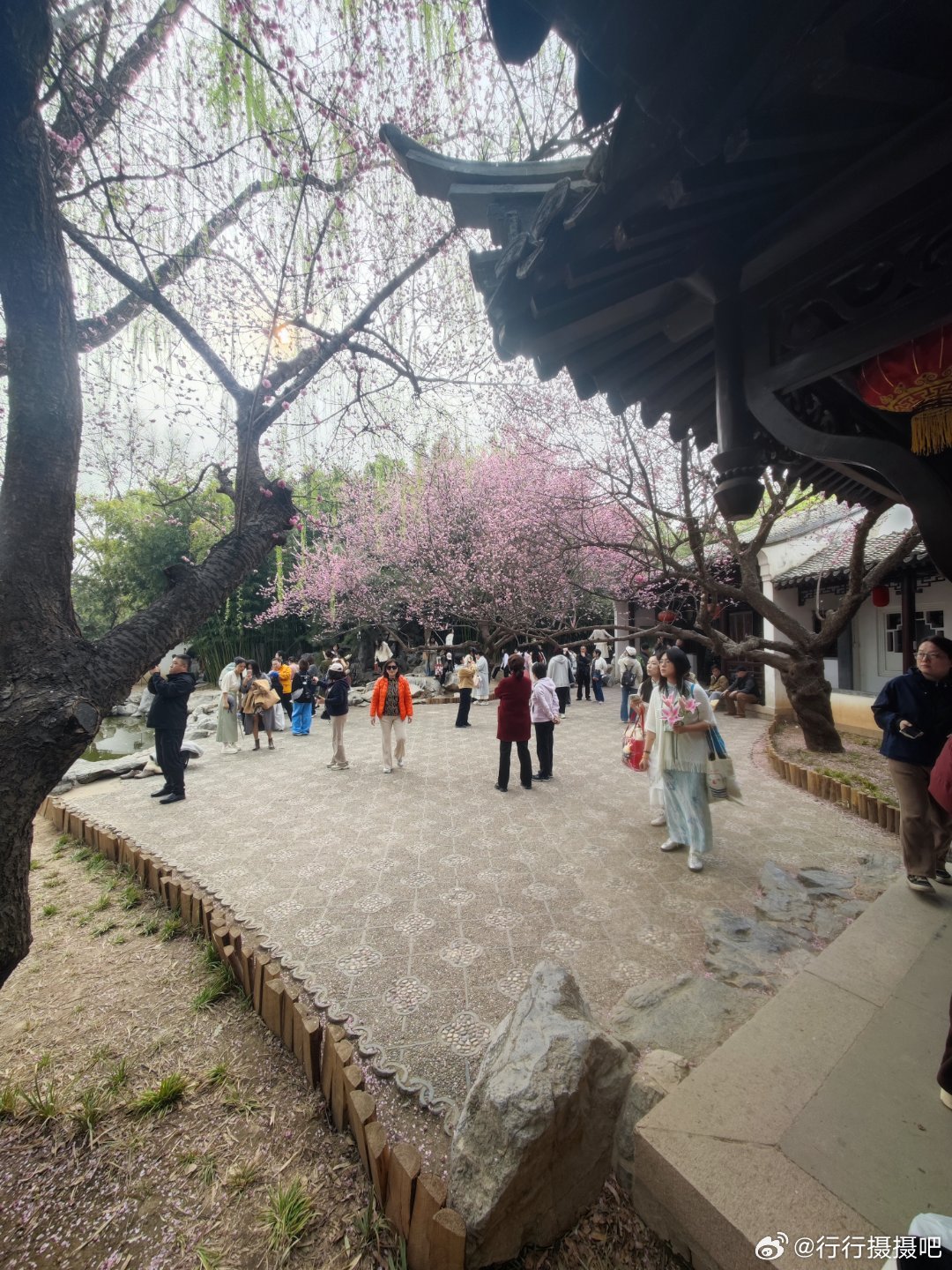 紫竹院公园友贤山馆杏梅开，今天这人也太多了摄影 