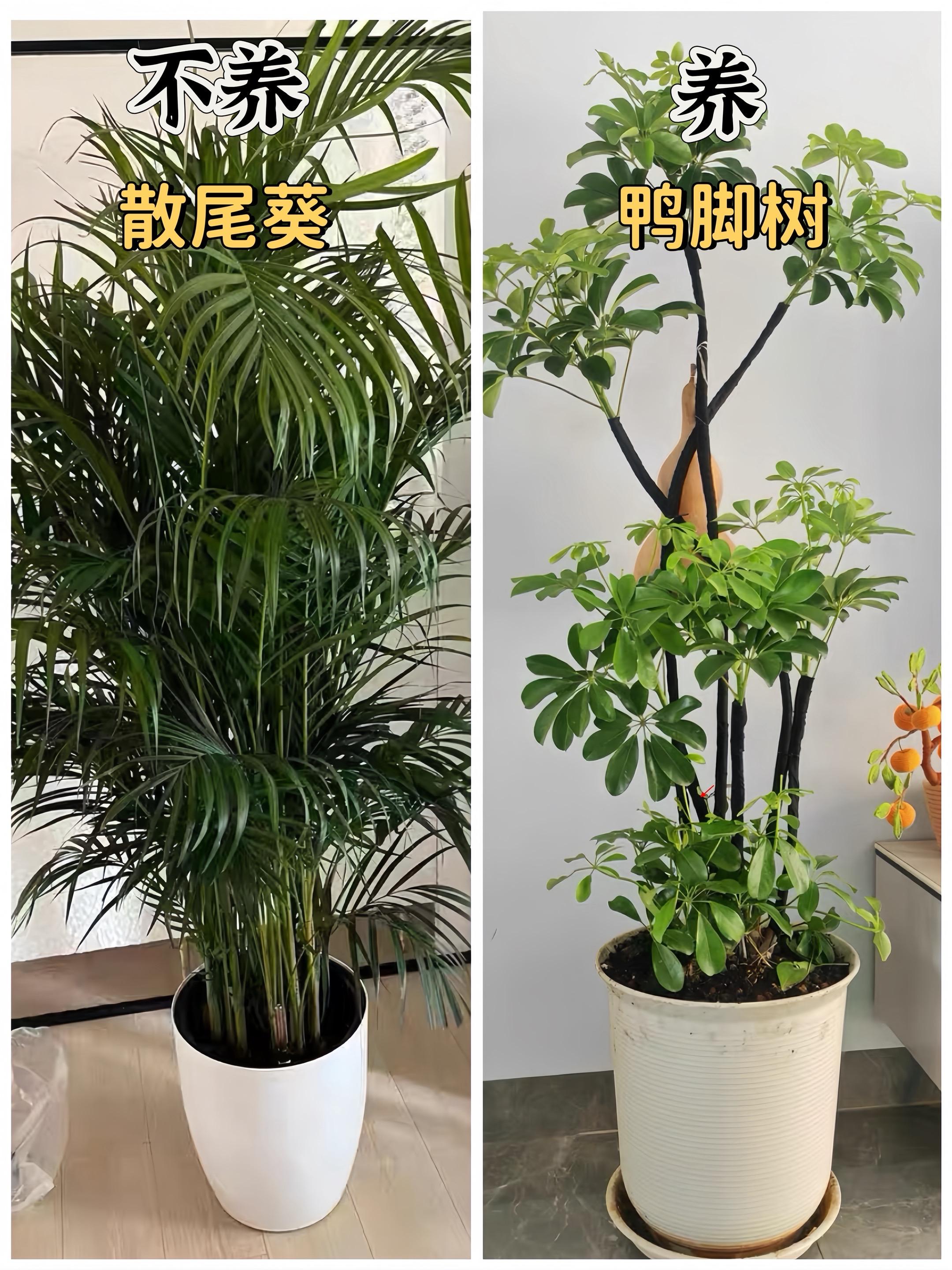 10种适合家里养的绿植，懒人好养又易活！