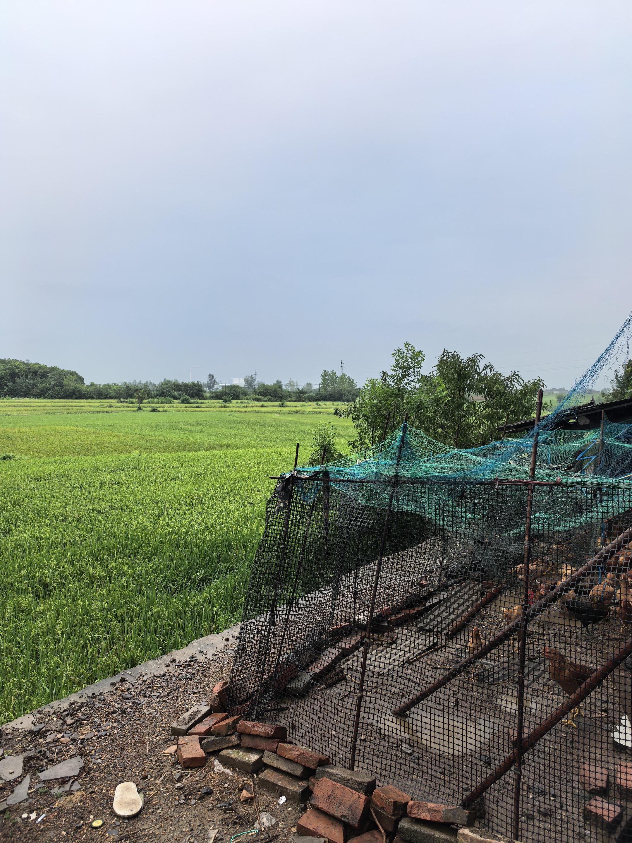 老家，是心灵的栖息地，早上被窗外的鸟和鸡笼里的鸡叫醒。一场大雨，稻田和...