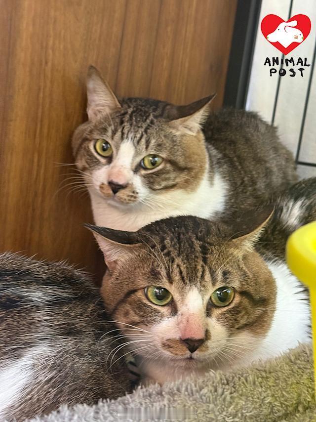 要爱护动物 「香港西營盤森美餐廳光荣结业 卻棄養多隻猫  義工轟用完即棄..」【