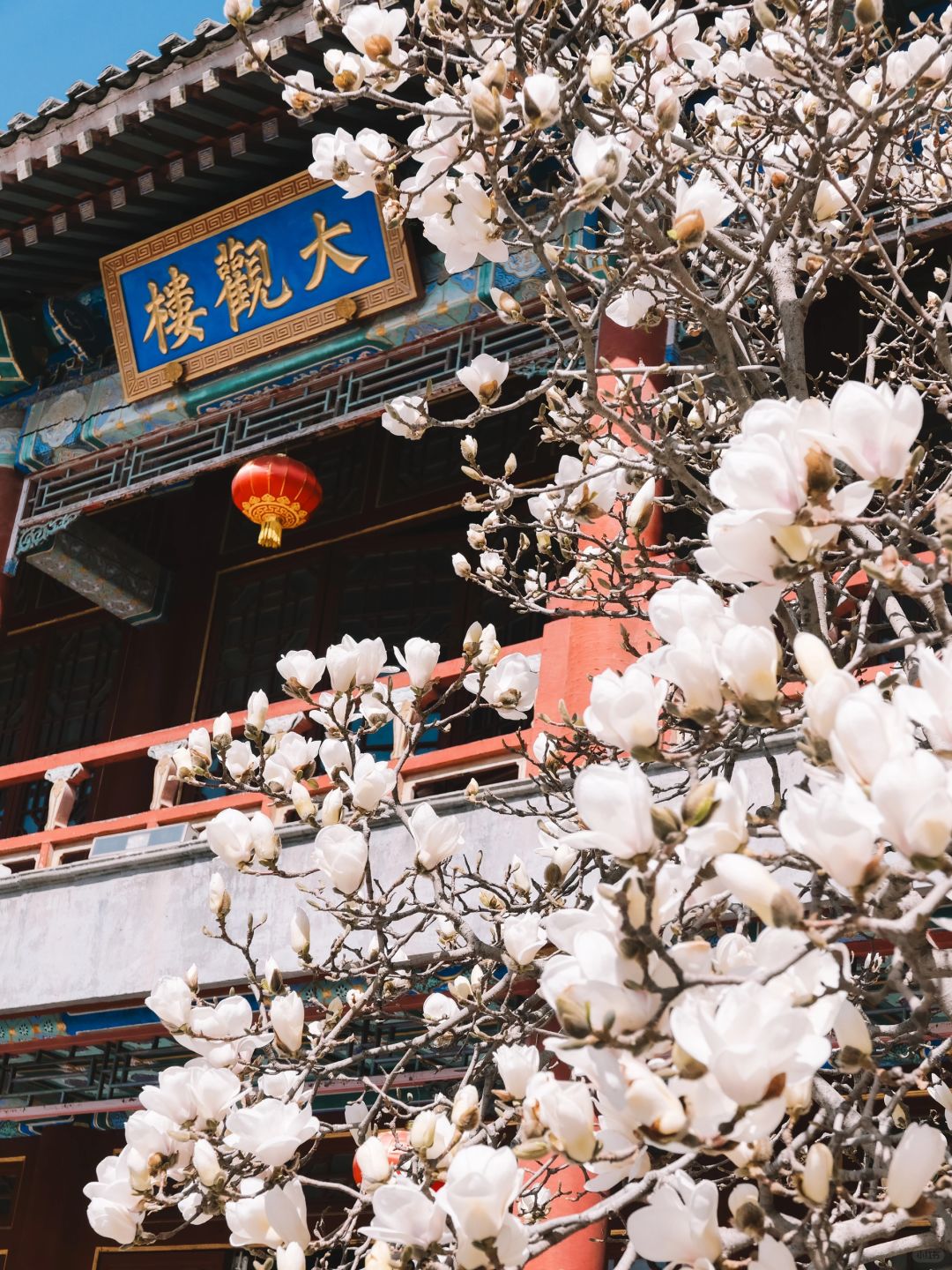 3.19实拍📷在北京的大风中，它悄悄地开炸了