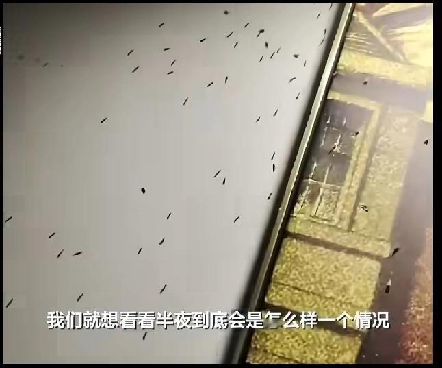 半夜被白蚁咬醒，醒来被几千白蚁包围，想想都头皮发麻，然后前台换了房间，要是我，换