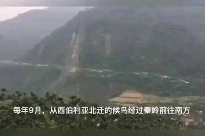 雁

文／李海平

润庭一夜雁声长，不待天明振翅翔。
河山万里春秋过，回雁峰来春