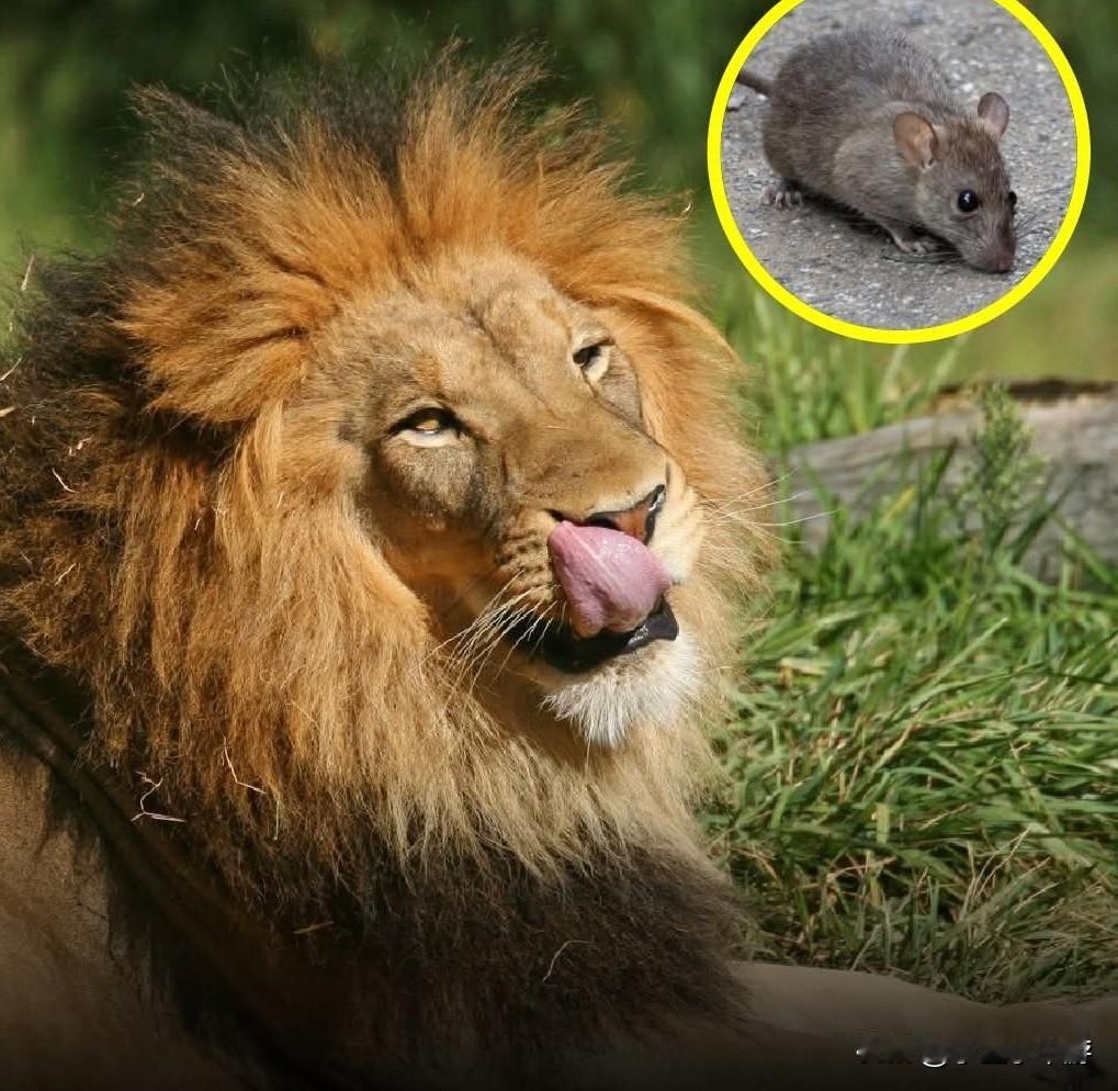 在美国得克萨斯州圣安东尼奥市，圣安东尼奥动物园通过每年二月推出的情人节活动“Cr