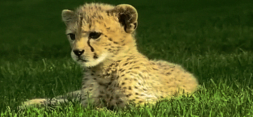 每天一条冷知识 猎豹是猫科里的异类，它们不能吼叫，只能发出类似鸟叫的唧唧声。爪子