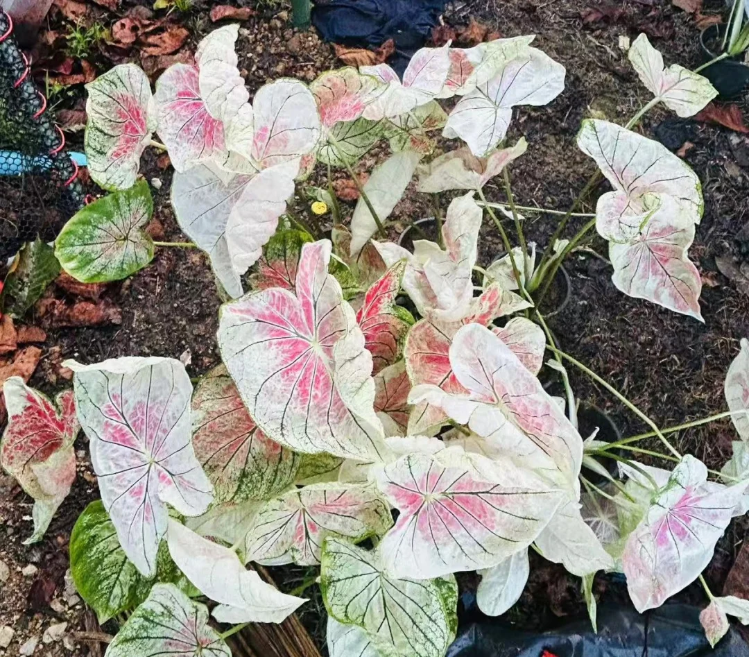 准备迎接极美乌冬大苗