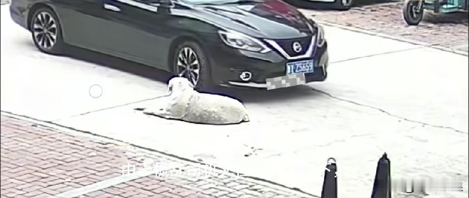 狗狗卧在路边，有个无良司机驾车过来，看到狗狗在车临近时也不躲开。虽说狗与车之间的