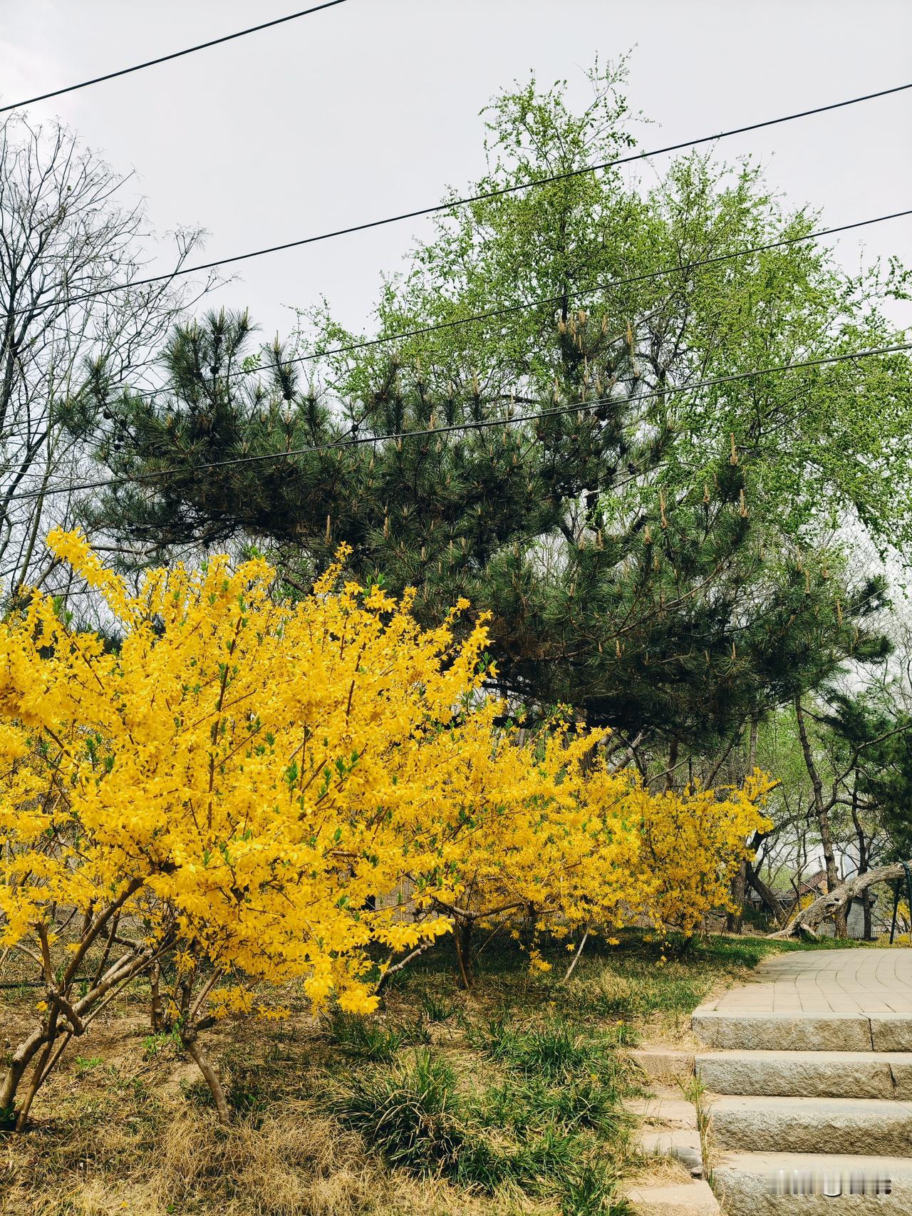 青松与银翘
在蓟门烟树的土城墙上下，生长着许多青松。无论春夏秋冬，似乎都是同一种