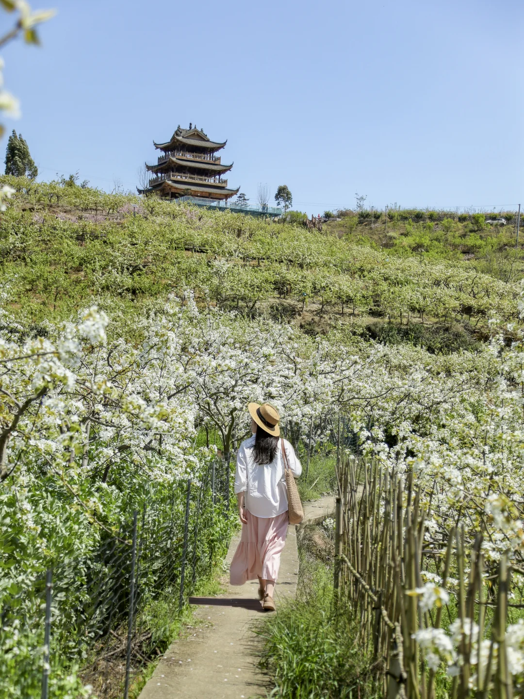 🌸成都1h | 徒步赏花！巨浪漫的梨花花海！