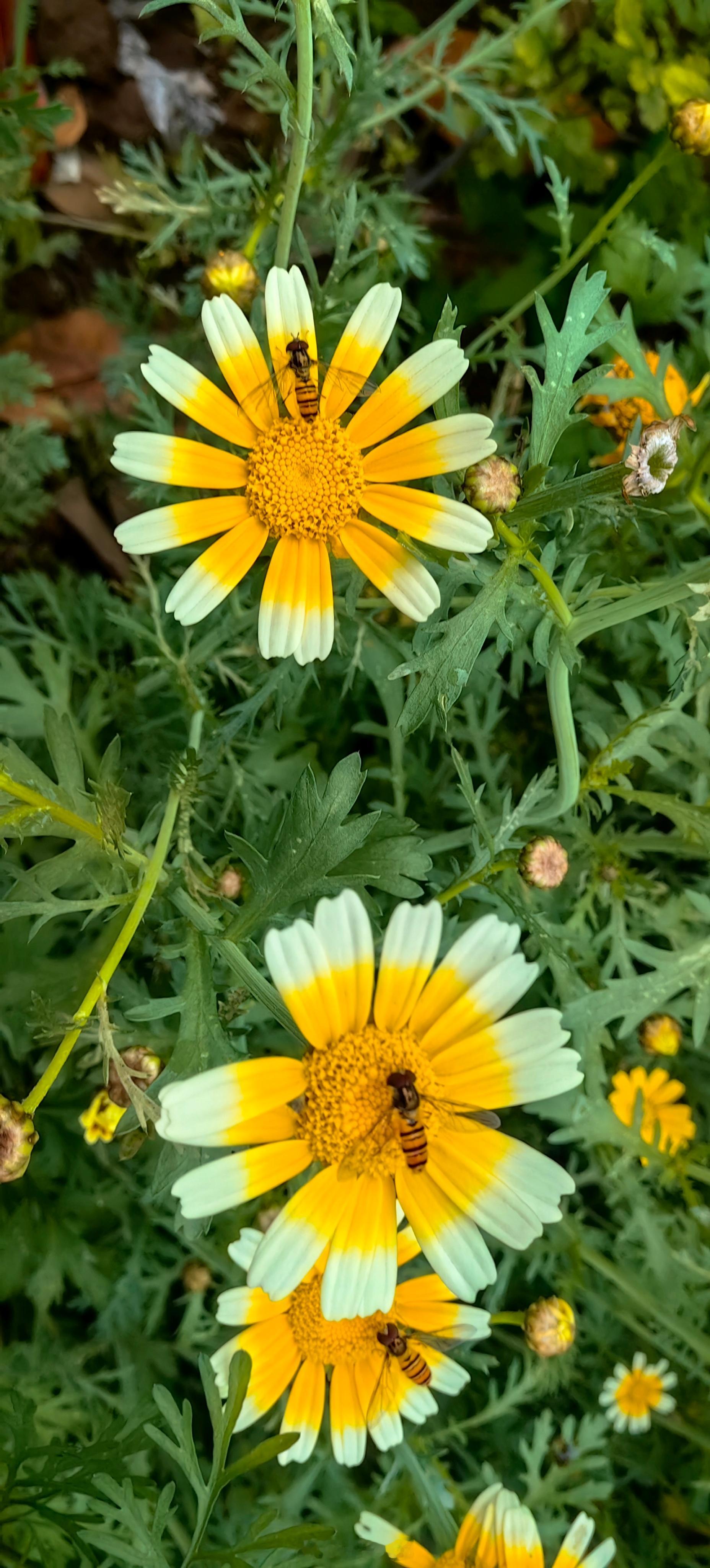 黄花蜂影嫩蕊凝黄缀素裳，清风漫染满枝香。蜂蜓逐艳花间舞，一枕春光入画长。寻美河南