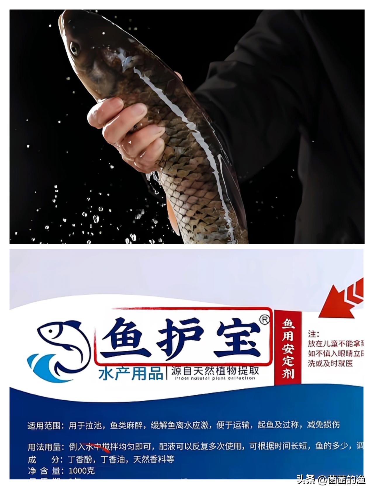 太狠了！为了省事，商贩竟给活鱼灌“三无麻醉剂”！孕妇孩子千万别碰，看完我再也不敢