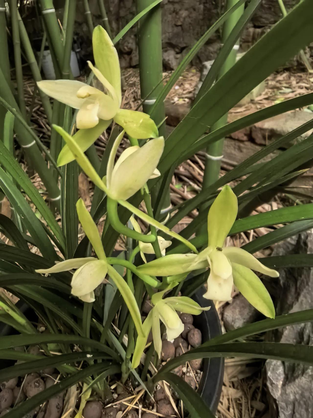 四季兰开花了，好香好漂亮。只是放在小院子的竹园里面，蚊子实在是太多了，蚊子都能吃