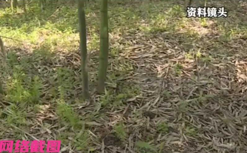 重庆有男子陪着家人去景区玩，可男子上厕所的功夫看到野地里有竹笋，便有心要挖带回去