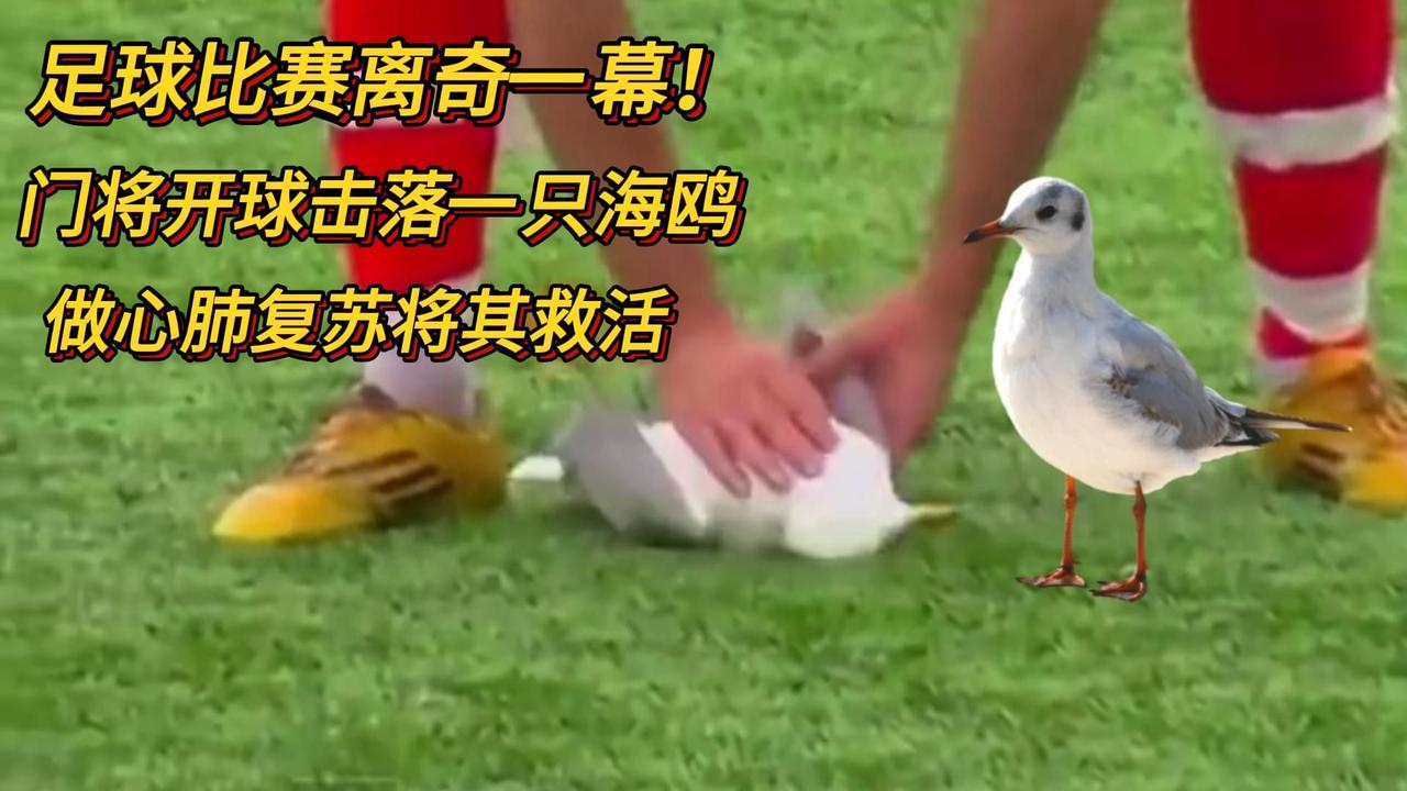 土耳其门将开球击落海鸥，队长弃冠救鸟，网友：这才是体育该有的样子

离谱又暖心！