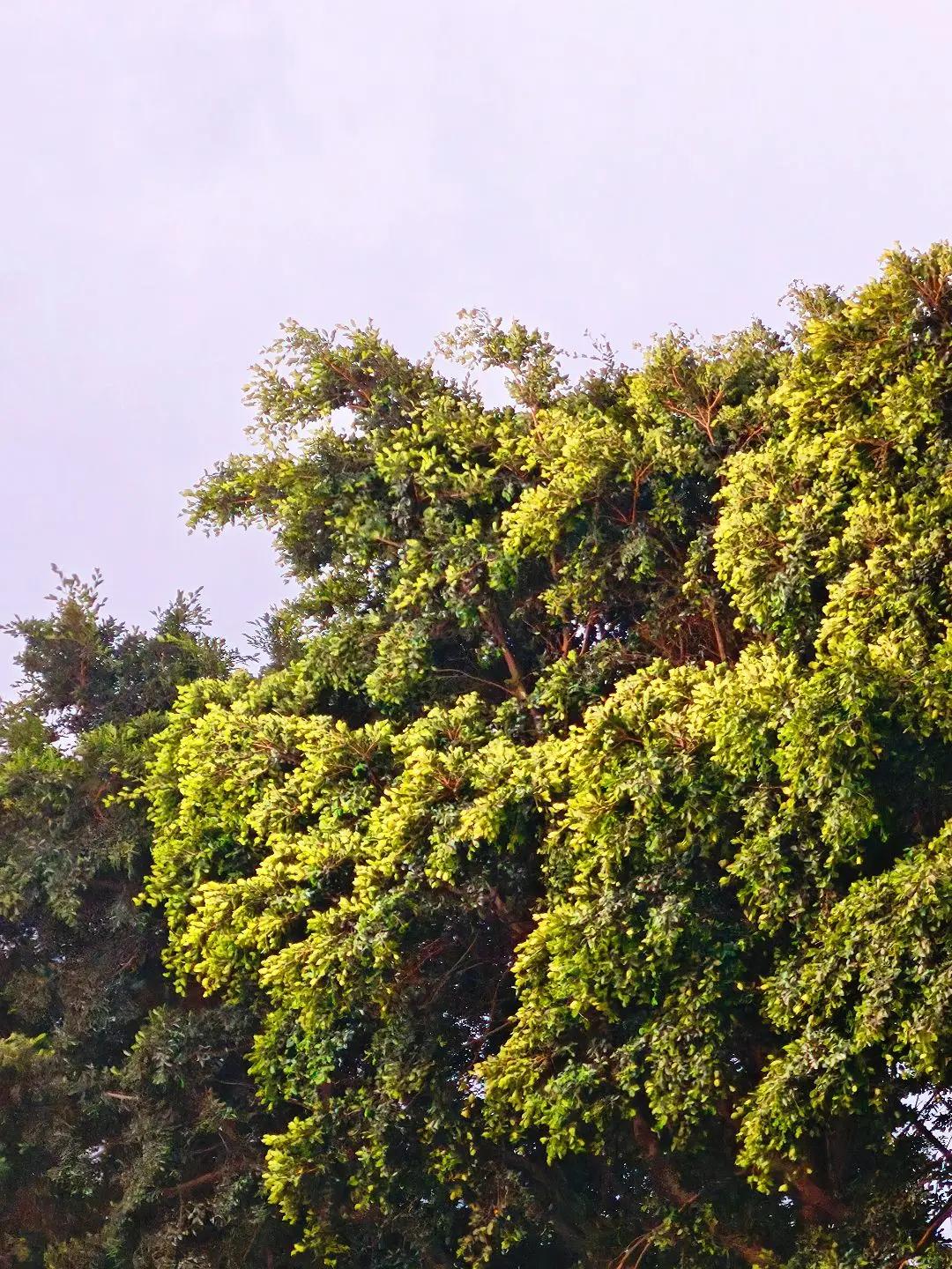 起风了遇树 自由的风会吹动木讷的树 风很轻树很绿 树树树树