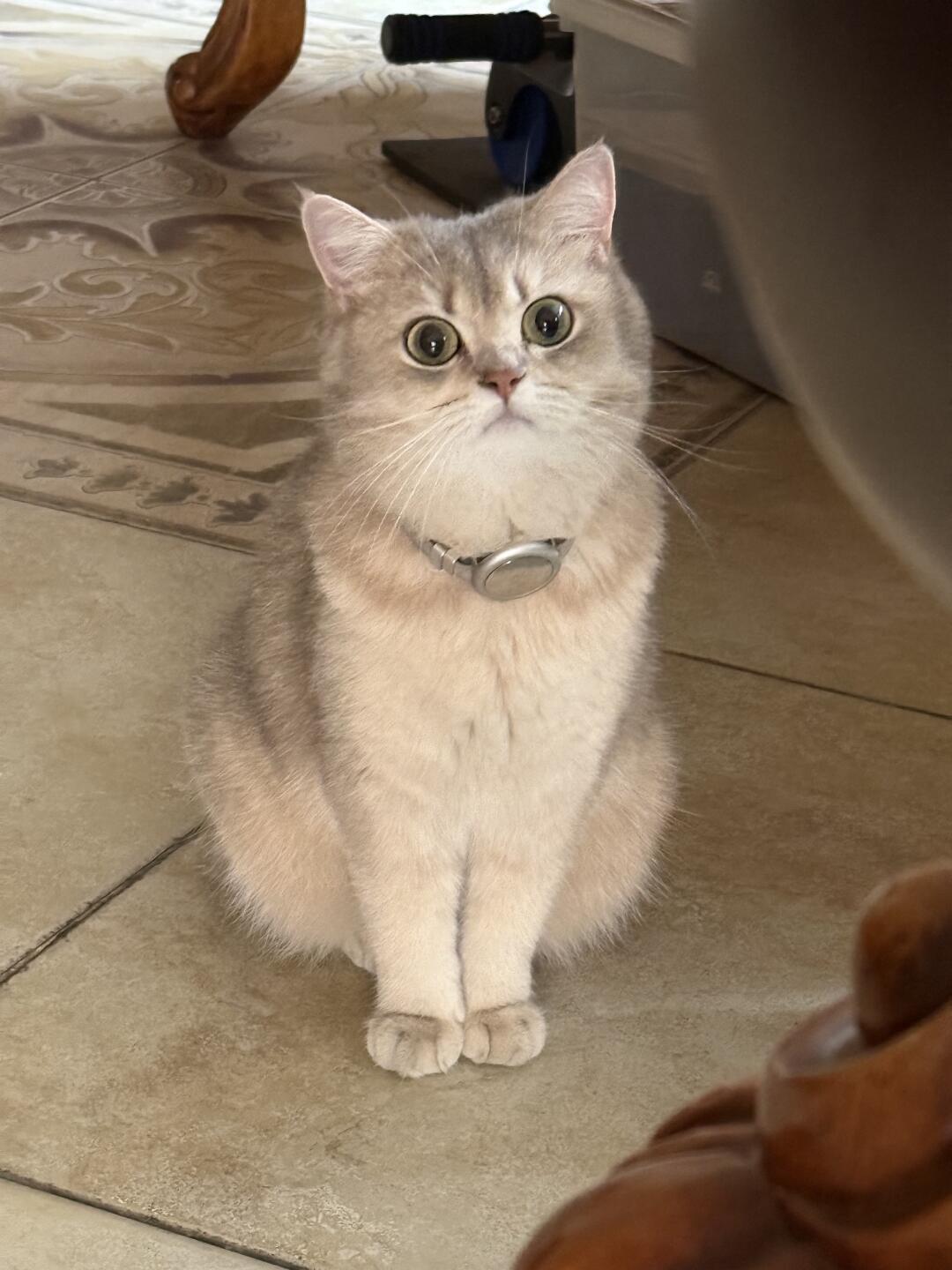 这么乖的猫一定很招人喜欢吧！