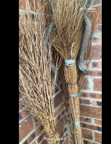 【广西洪水致养蛇场蛇逃出有眼镜蛇，当地回应洪水冲毁养蛇场村民被咬伤：救援已达一线