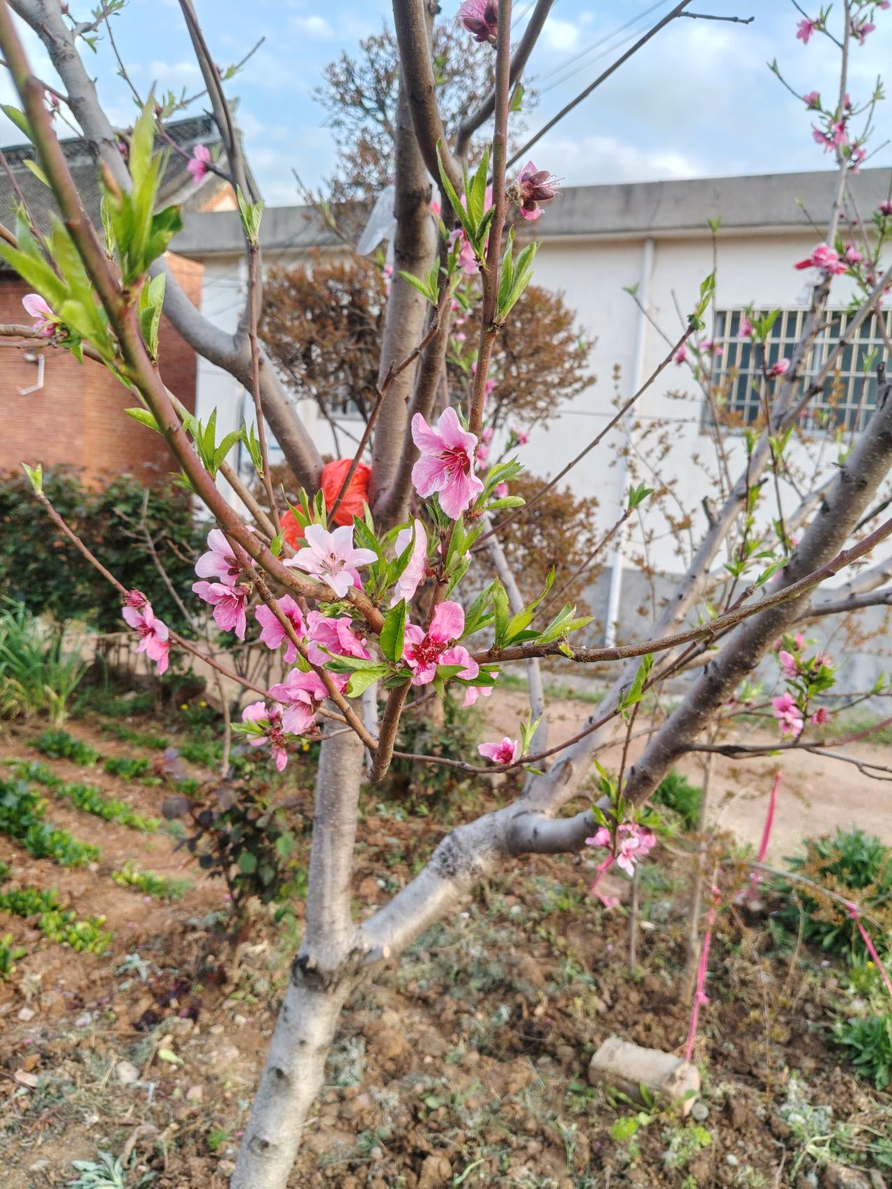 你看这桃花，春天一到，不管去年冻得多狠，照样铆着劲儿开。不像有些人，遇点事儿就躺