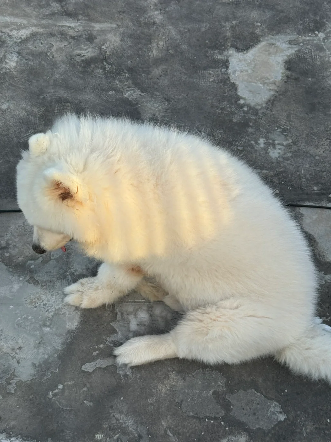 谁家猕猴桃掉咯，速速去天台认领！