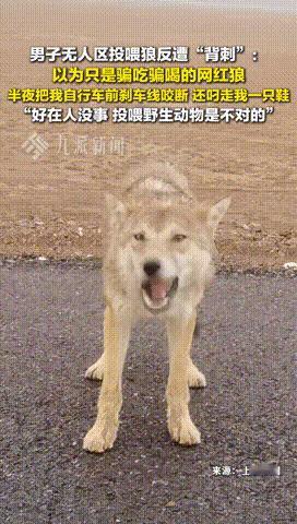 新疆一名男子骑行穿越无人区时，遇到一头狼，还以为是网上常见的“网红狼”，便兴致勃