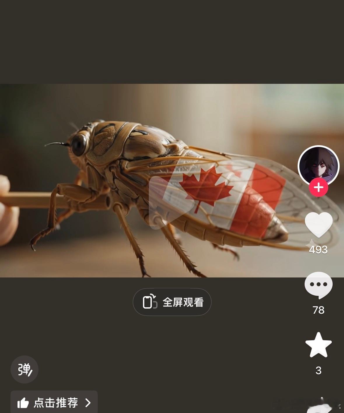 抖子上刷到了二十个以上，这种带着加拿大国旗的蝉的视频，我不知道为啥，于是我去搜索