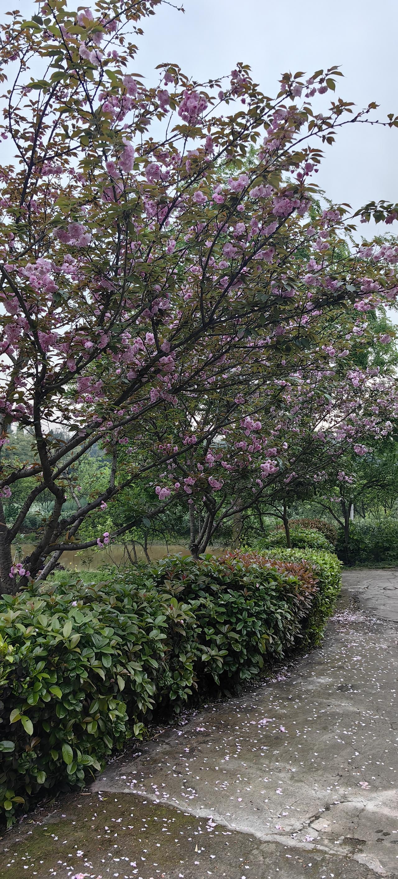 在大足的一个农家乐，第一次注意到“落樱纷纷”；而且，还遇到一只很眼神“无辜”的?