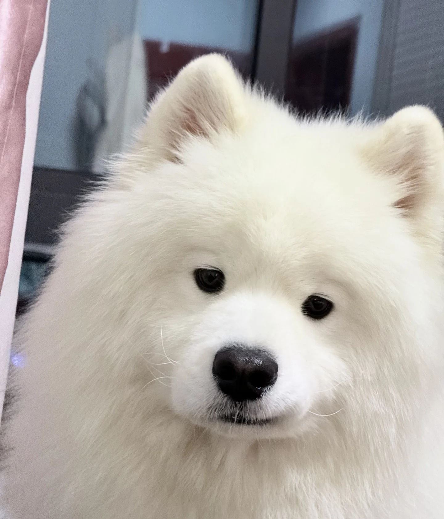 歪嘴小狗 