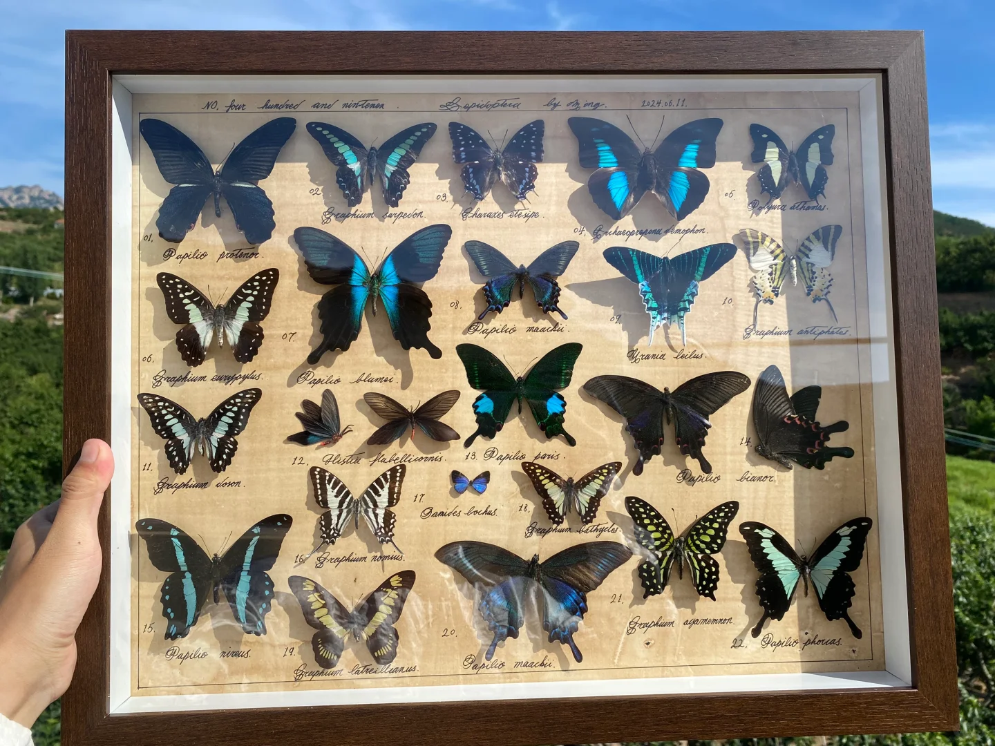 绿色主题蝴蝶标本图鉴