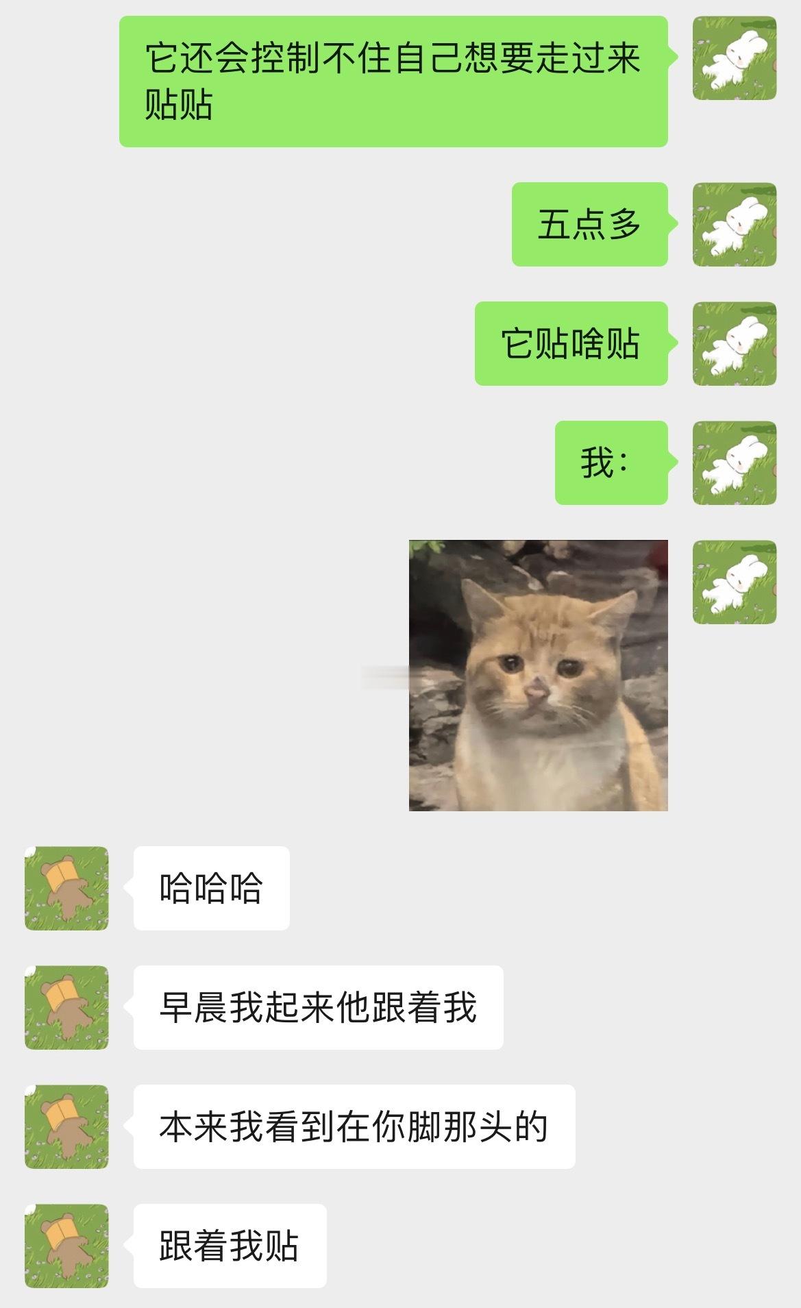 台风天，暴雨天，小猫吓得趴脚边。 