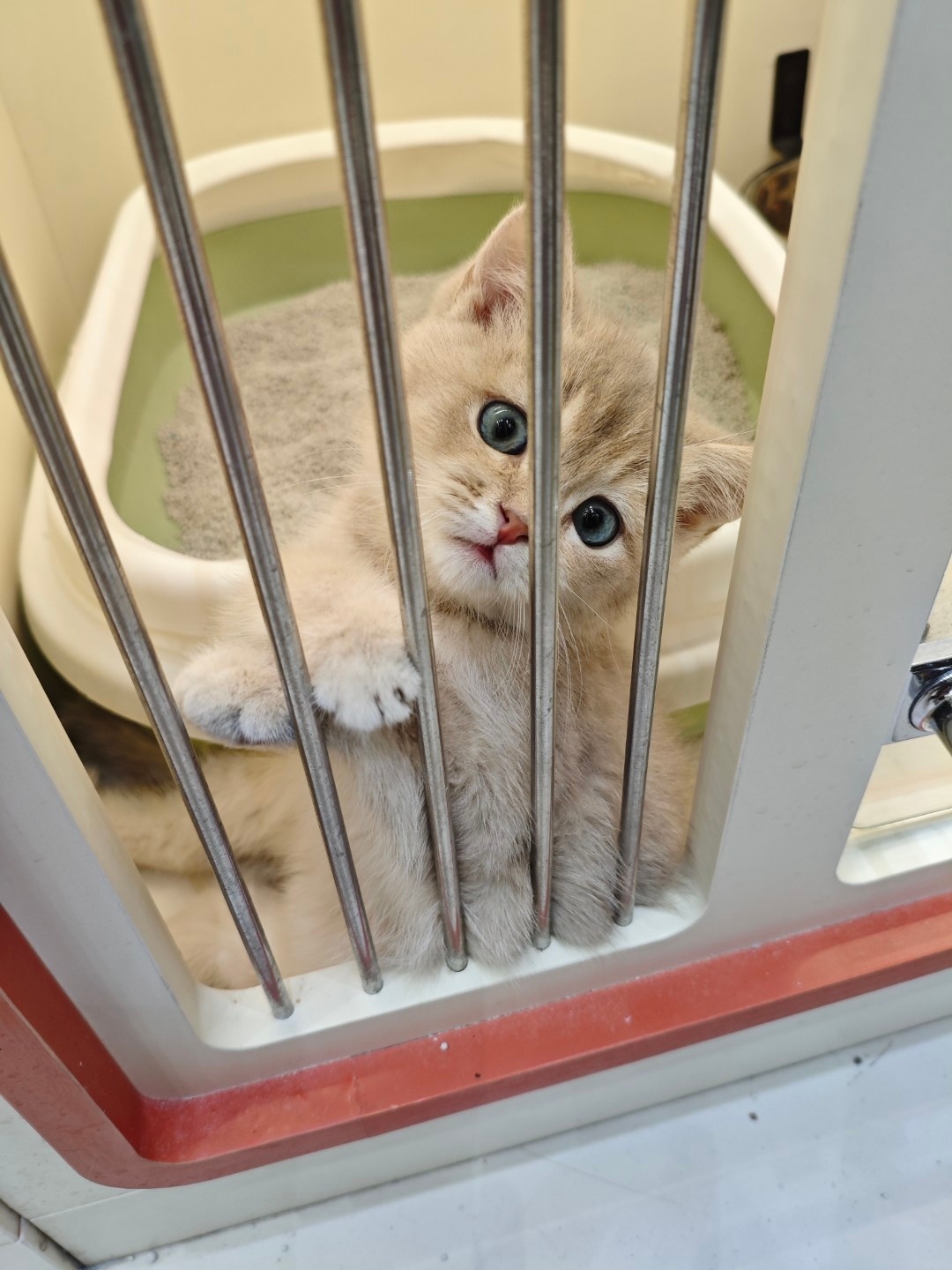 这只小猫咪，想不想带回来？ 