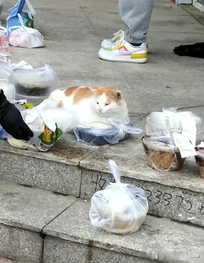 谁的饭饭被猫猫保温了[笑]
以前工作的公司楼下都是这样的外卖饭盒，就只有一个外卖