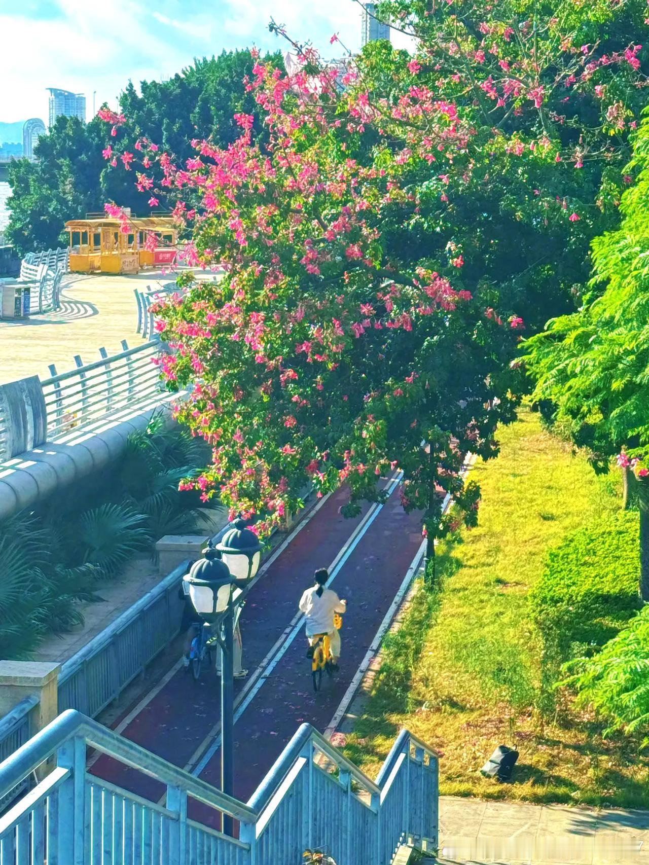【台江江滨中大道】

异木棉的花朵洋洋洒洒开满枝头，一树粉紫，明媚温暖，为冬日增