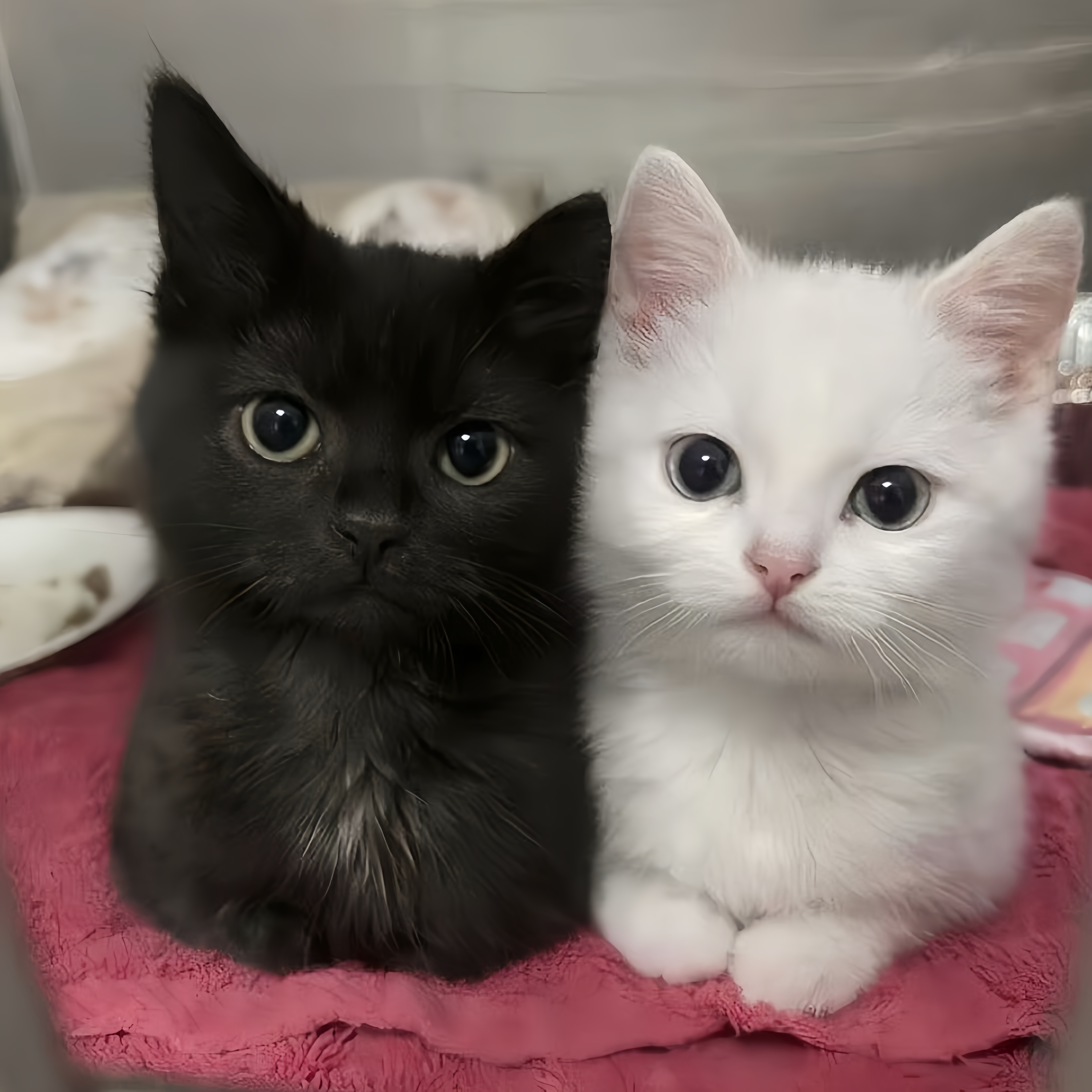 🍣💭 
