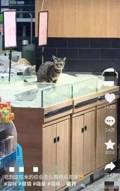 猫咪在超市散装大米上排泄，厦门一超市：已全面下架------网友发布的视频显示，
