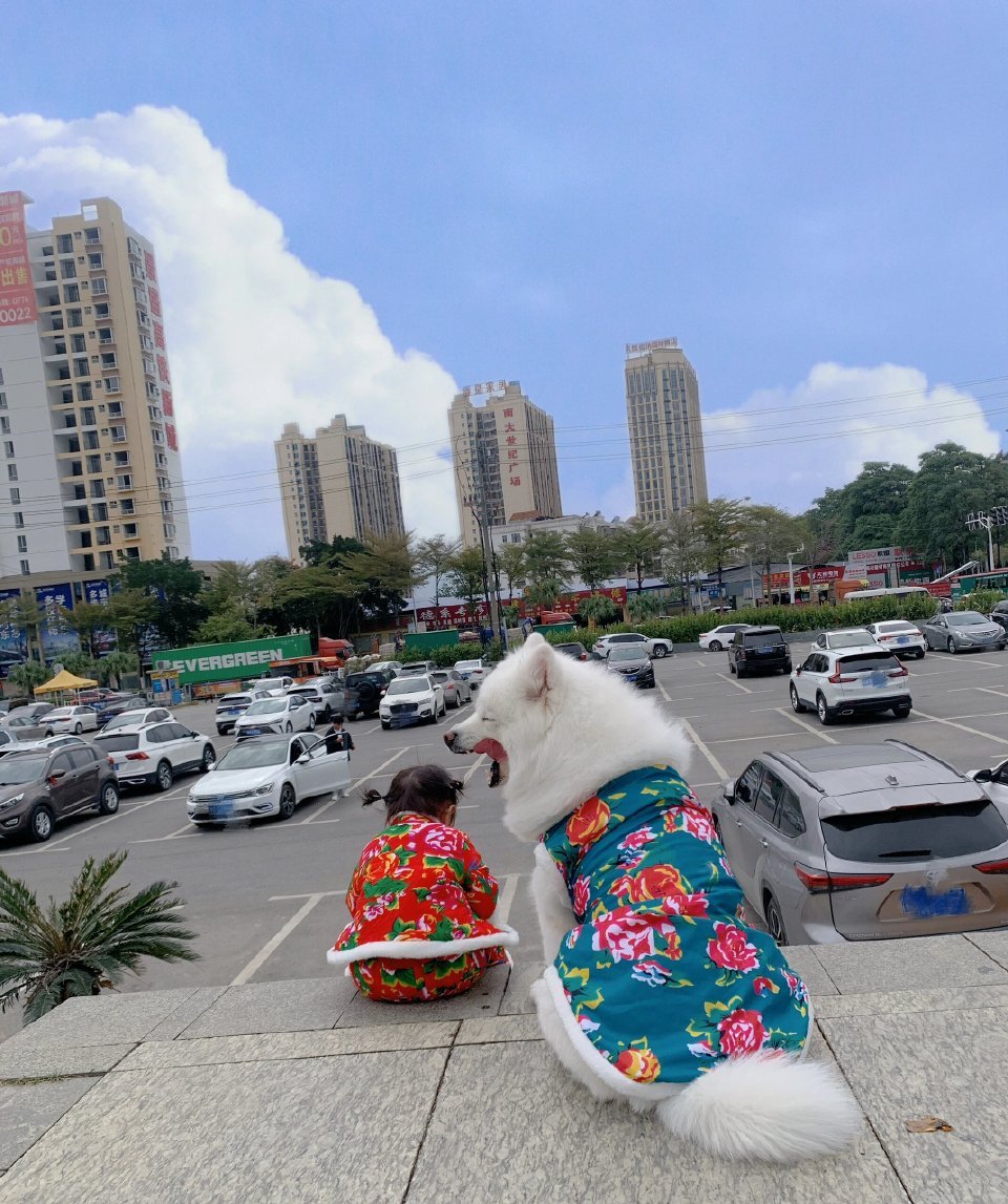 萨摩耶：我要吃小孩啦！~~~~~我装的[挤眼] ​​​