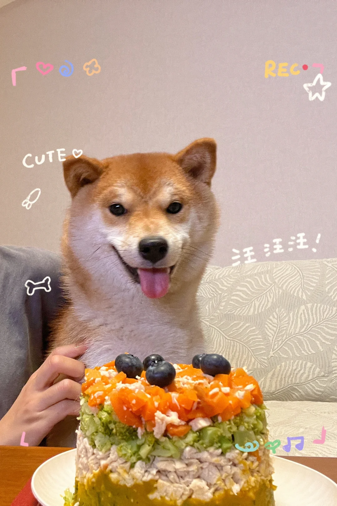 小狗狗的一岁生日🎂